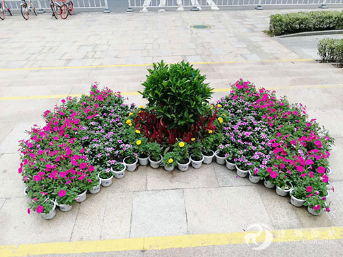 花卉租摆