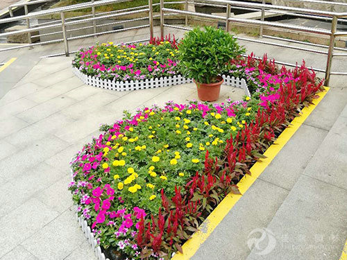 花卉租摆