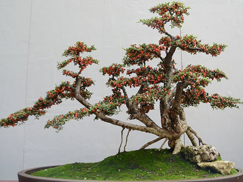 川派盆景的风格