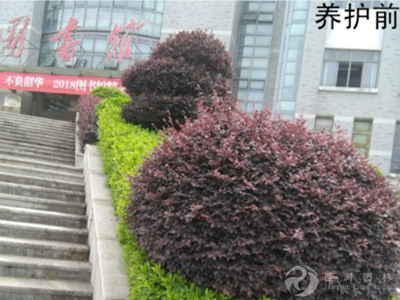 “润之广场”局部灌木养护对比前