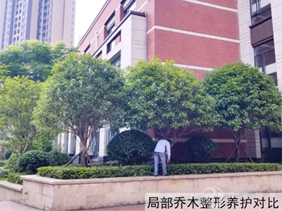 局部乔木整形养护后对比