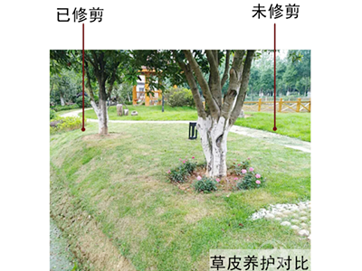  草皮养护对比 