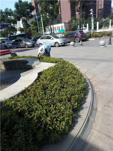 湖南佳润园林绿化养护有限公司,湖南园林绿化养护,园林设计,苗木销售
